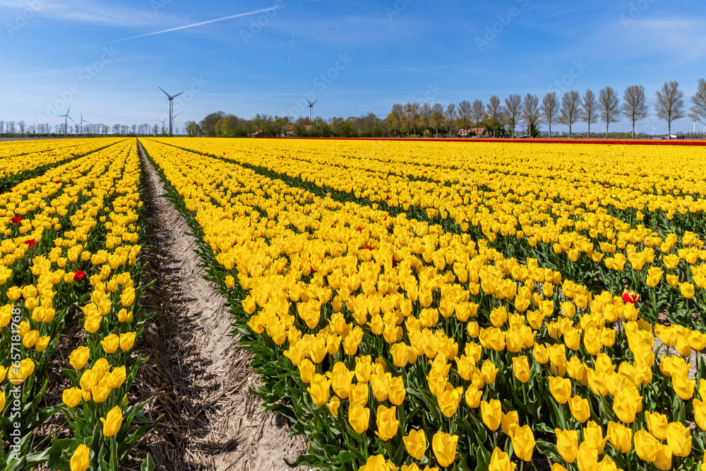 field with yellow triumph tulips (variety ‘Strong Gold’) in Flevoland, Netherlands field with yellow triumph tulips (variety ‘Strong Gold’) in Flevoland, Netherlands