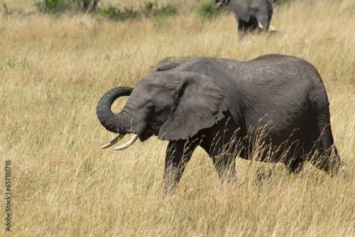 Group of females  cubs and young males of African savanna elephant among the grasses of the African savannah with the first light of sunrise