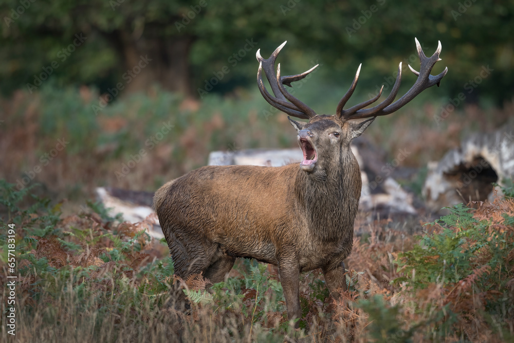 Big mouth adult red deer Big mouth adult red deer
