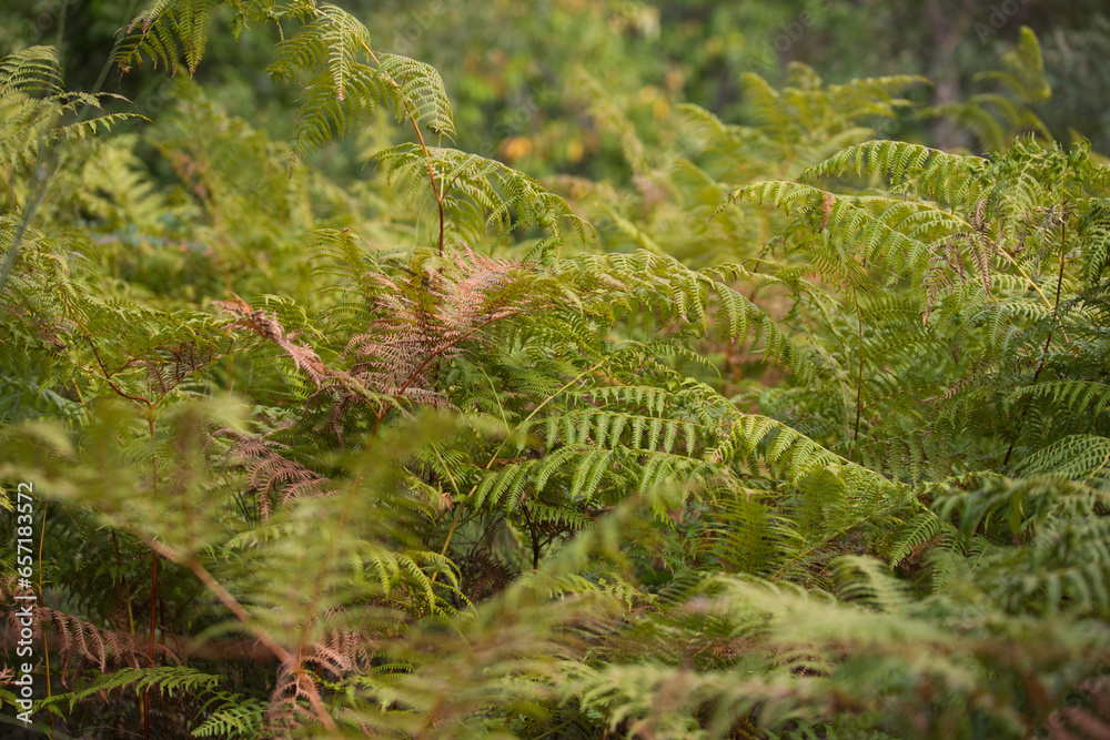 ferns in the forest in autumn. There is a large planting of ferns.