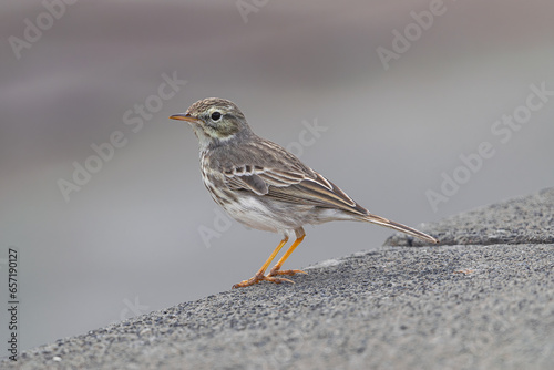 Berthelot's pipit bird, (Anthus berthelotii), standing by the edge, Tenerife, Canary islands, Spain photo