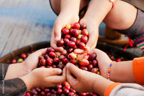 Robusta and arabica coffee berries in kids hands.