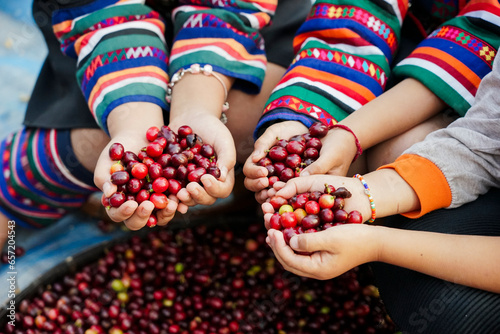 Robusta and arabica coffee berries in kids hands.