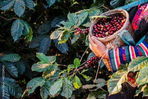 Harvesting Robusta and arabica coffee berries in the North of Thailand .