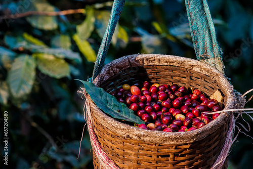 Harvesting Robusta and arabica coffee berries in the North of Thailand .