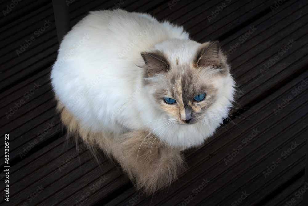 cat with funny face