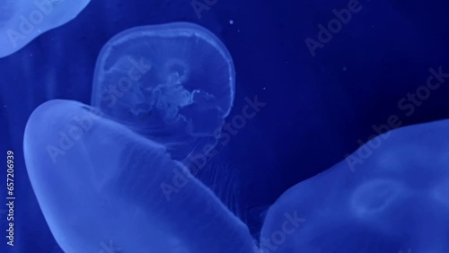 close-up of a group of jellyfish swimming elegantly