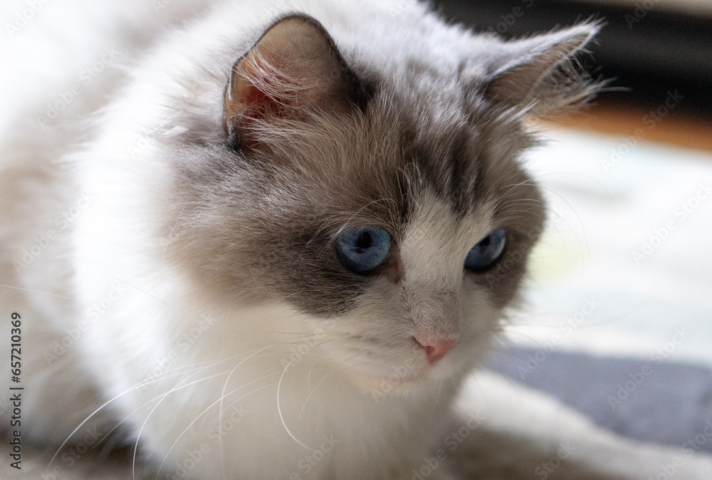 Cat portrait staring watching close up