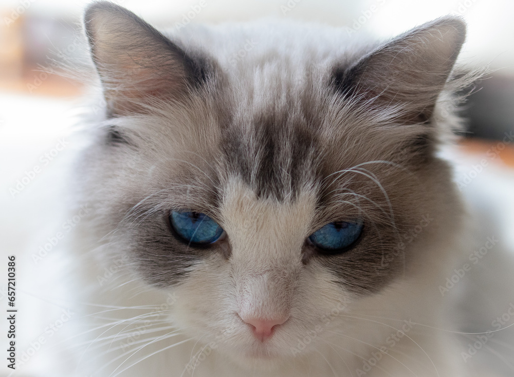 Cat with blue eyes close up