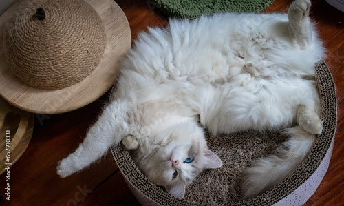cat sleeping in cat basket