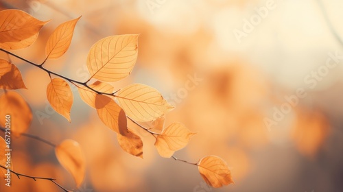 Soft focus autumn leaves in warm hues