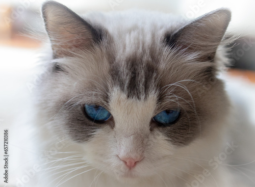 Obraz na płótnie Cat with blue eyes close up w salonie