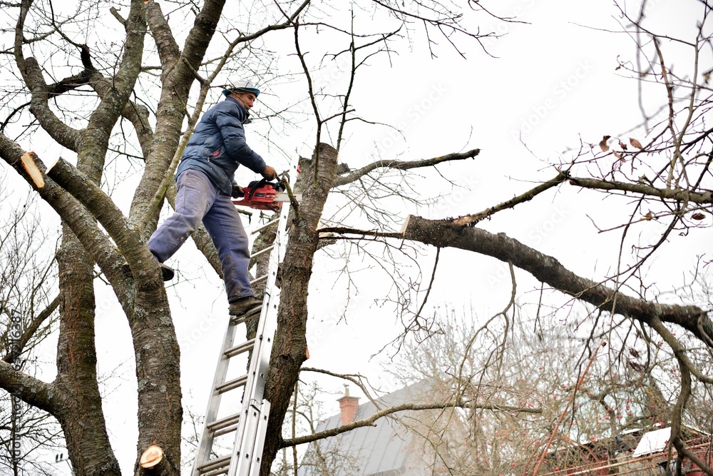 A gardener on a high ladder prunes trees in the garden in autumn