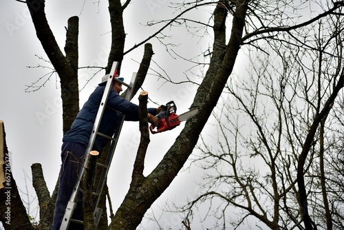 A gardener trims tree branches at heights using a chainsaw