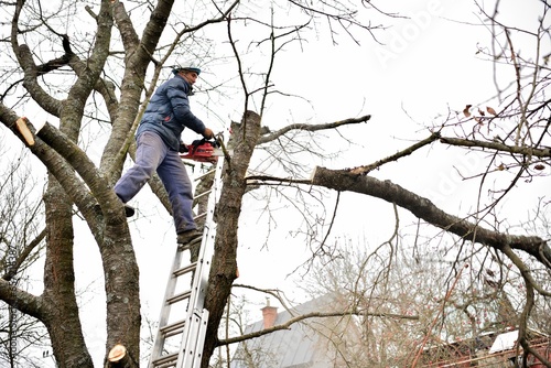 Obraz na płótnie A gardener on a high ladder prunes trees in the garden in autumn w salonie