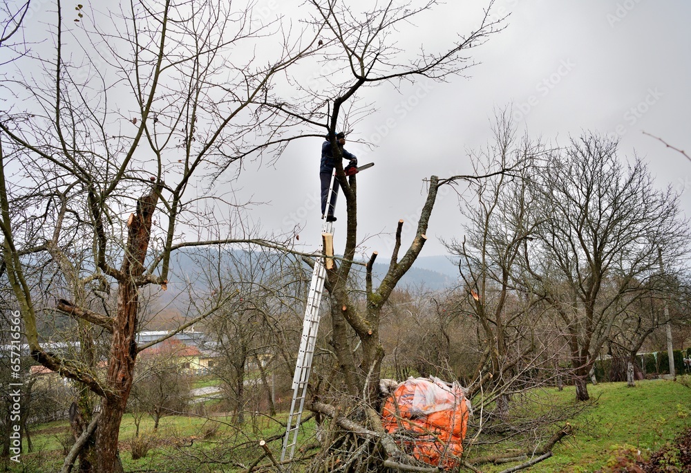 A gardener on a high ladder prunes trees in the garden in autumn