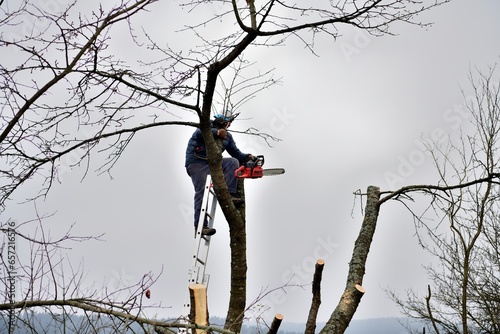 A gardener on a high ladder prunes trees in the garden in autumn