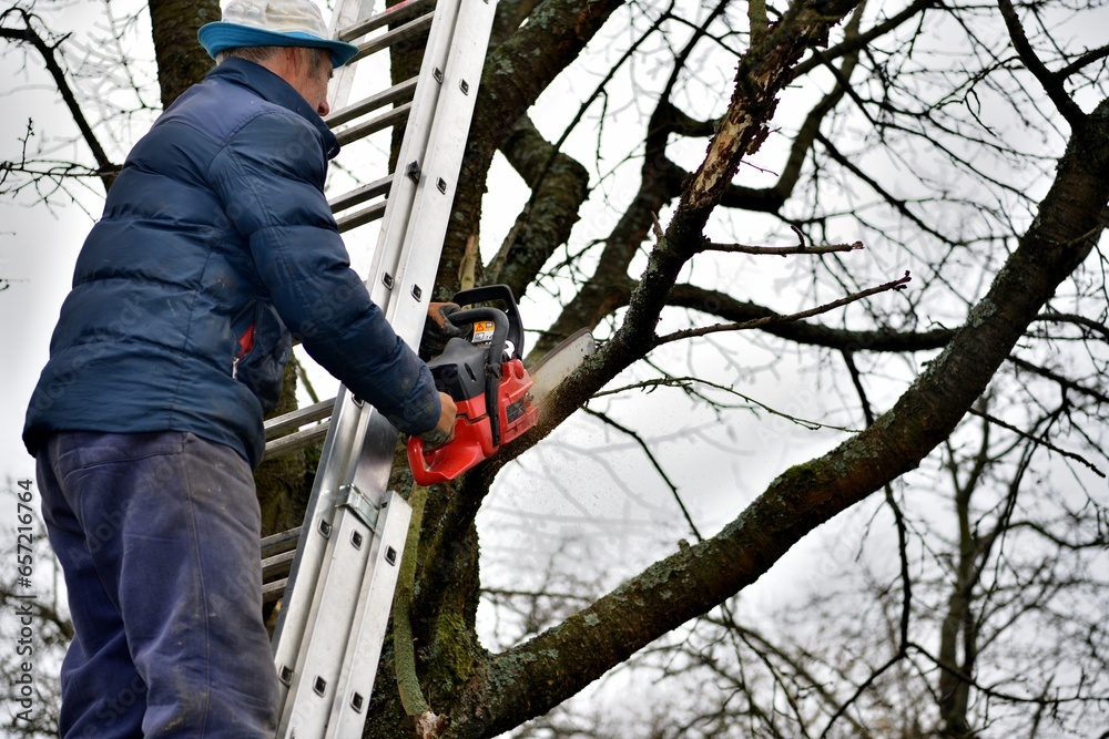 A gardener trims tree branches at heights using a chainsaw