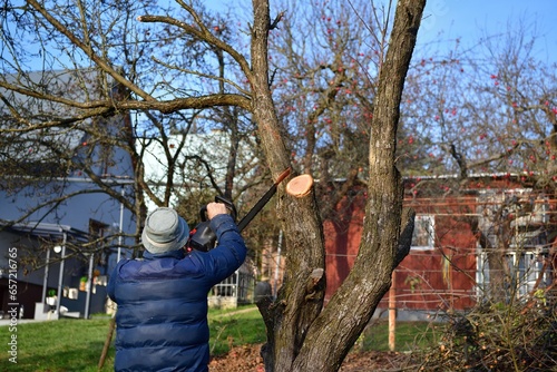 A gardener trims tree branches at heights using a chainsaw