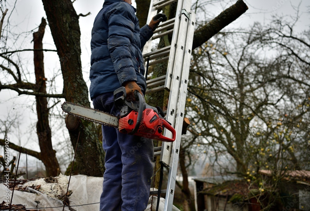 Dangerous work in the heights of the tree and trimming branches with a saw