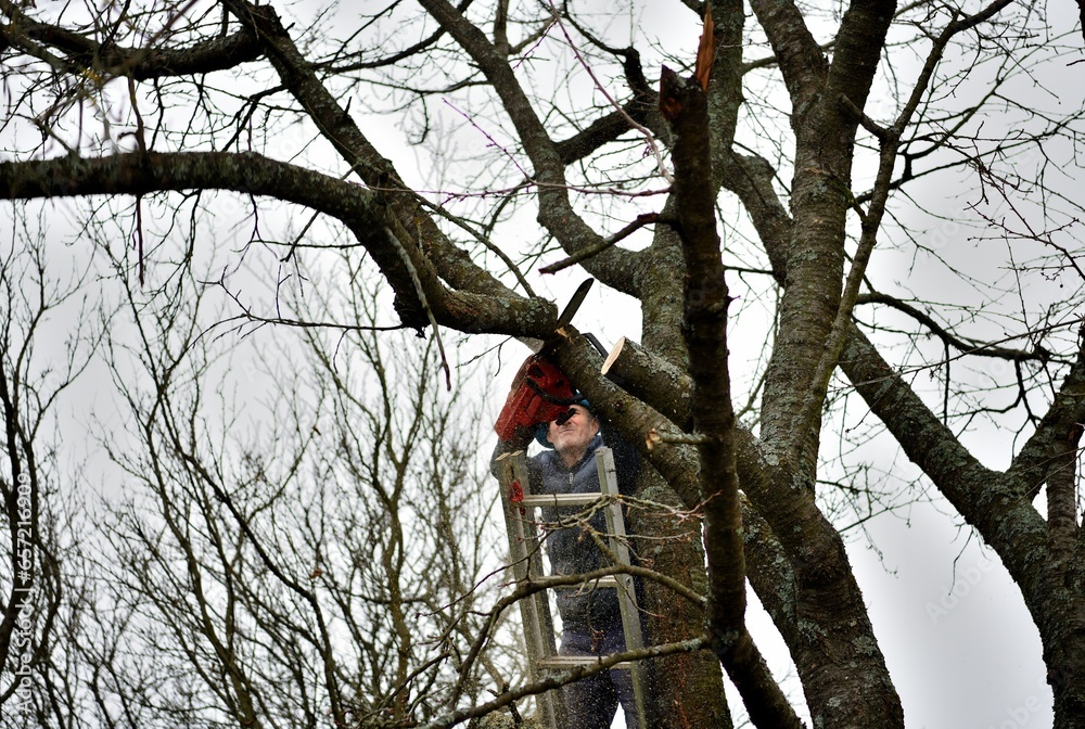 A gardener trims tree branches at heights using a chainsaw