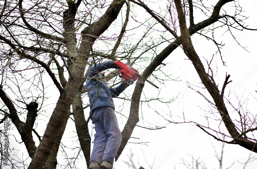Dangerous work in the heights of the tree and trimming branches with a saw