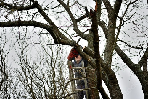Obraz na płótnie A gardener trims tree branches at heights using a chainsaw w salonie