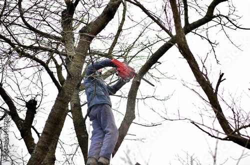 Obraz na płótnie Dangerous work in the heights of the tree and trimming branches with a saw w salonie