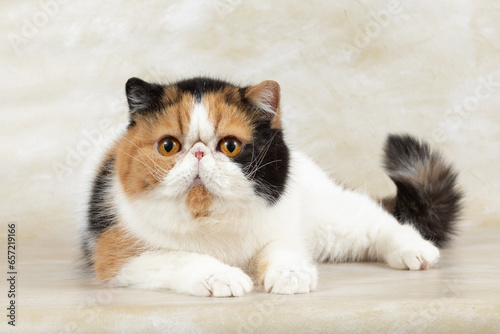 Canvas Print beautiful exotic shorthair cat lies on light background of studio