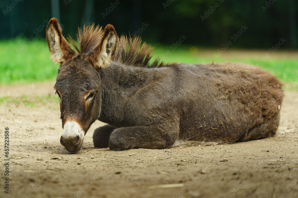 Fototapeta premium Donkey is resting in zoo