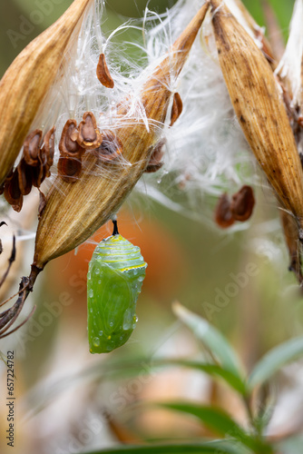 Closeup of newly formed monarch chrysalis hanging from swamp milkweed pod with seeds  