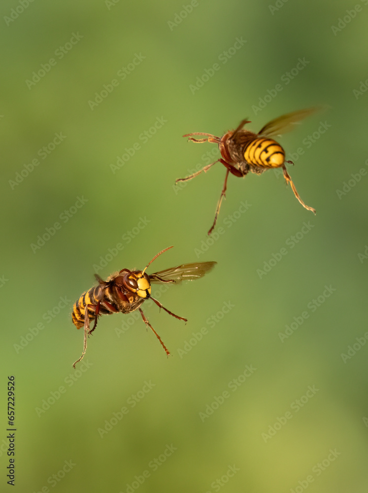 Europäische Hornissen (Vespa crabro) Begegnung Europäische Hornissen (Vespa crabro) Begegnung
