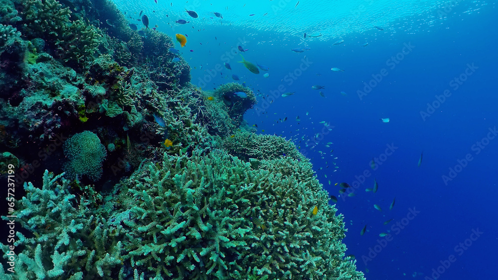 Tropical Fish Corals Marine Reef. Underwater Sea Tropical Life. Tropical underwater sea fishes. Underwater fish reef marine. Tropical colorful underwater seascape. Philippines.