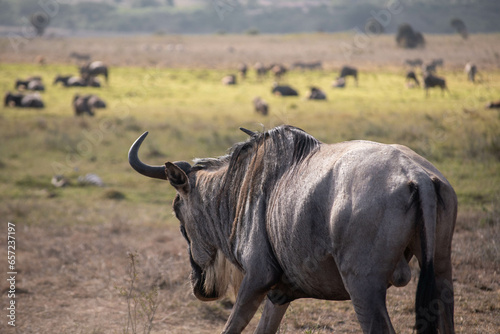 wildebeest at Nairobi national park
