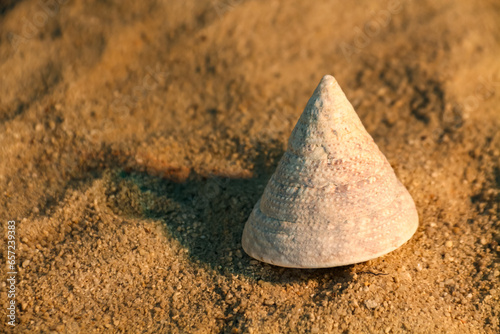 Sea shells in the sand on the beach in the afternoon