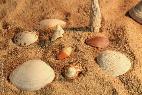 seashell on the sand of a beach in summer closeup
