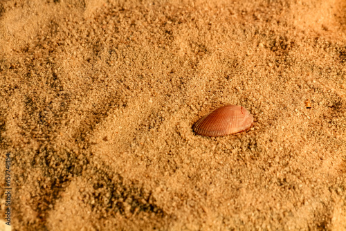 seashell on the sand of a beach in summer closeup