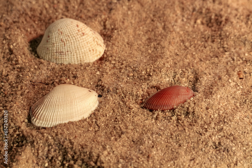 seashell on the sand of a beach in summer closeup
