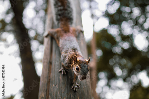 ardilla en árbol © Haniel