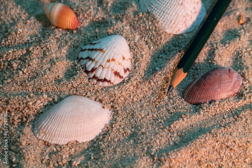 Seashells and a pencil on the sand at sunset.