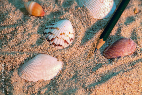 Seashells and a pencil on the sand at sunset.