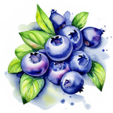 Namalowane jagody borówki ilustracja