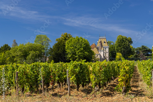 Typical vineyards near Aloxe-Corton, Cote de Nuits, Burgundy, France photo