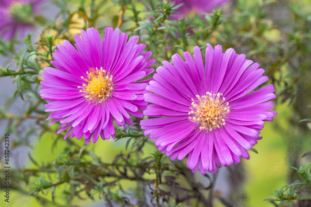 dwarf michaelmas daisies (Symphyotrichum novi-belgii ’Samoa’)