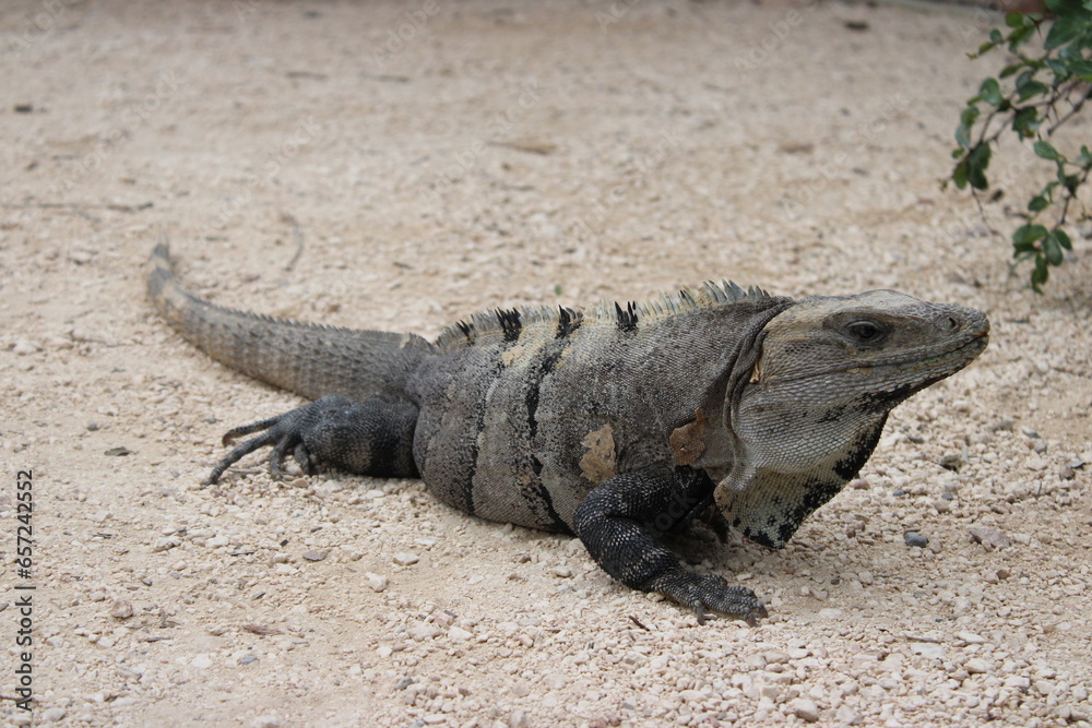 Leguan Leguan