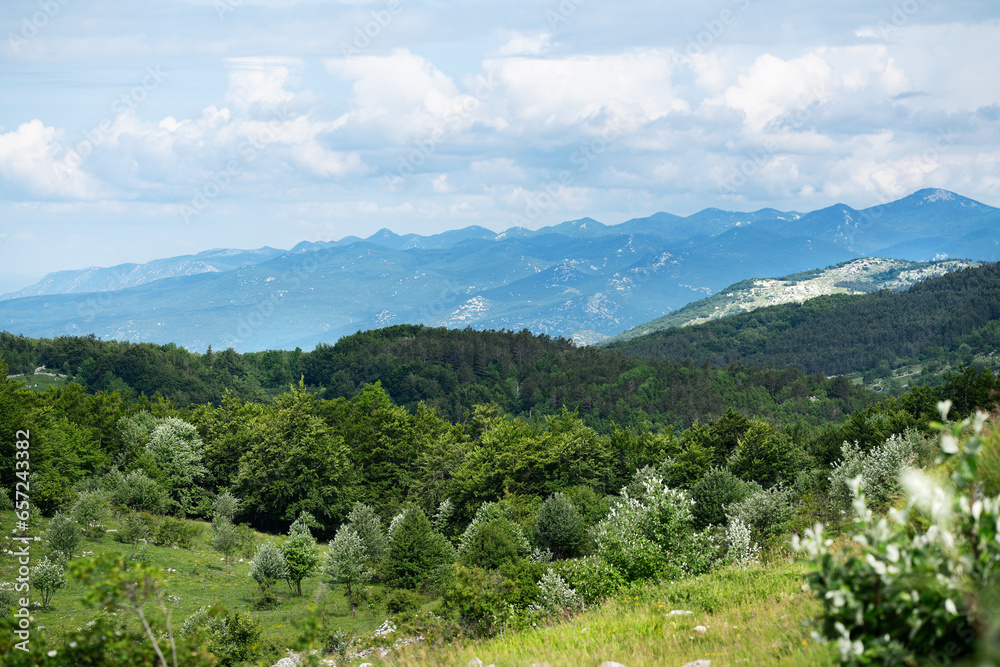Naklejka premium Mountain meadow in early summer in Croatian mountains.