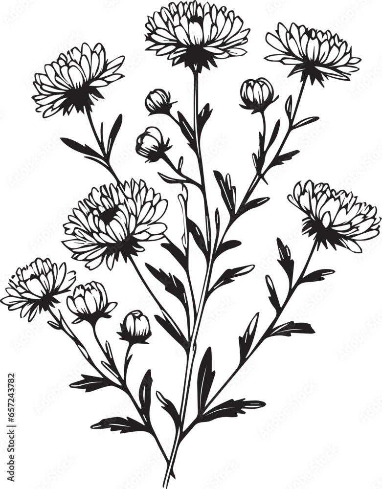 Vector sketch of aster flowers. Vector illustration of a Beautiful aster flower with a bouquet of aster, cosmos flowers and leaves. vintage floral vector illustration, detailed flower coloring pages 