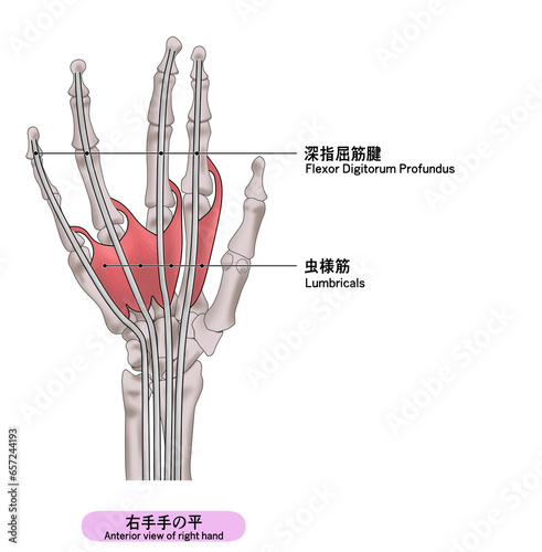 右手の平の筋肉のシンプルなイラスト photo