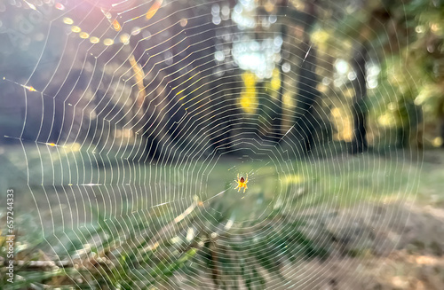 A small spider wove a web in the forest. Spider on the web. In the forest opposite the sunny bloom there is a beautiful cobweb.