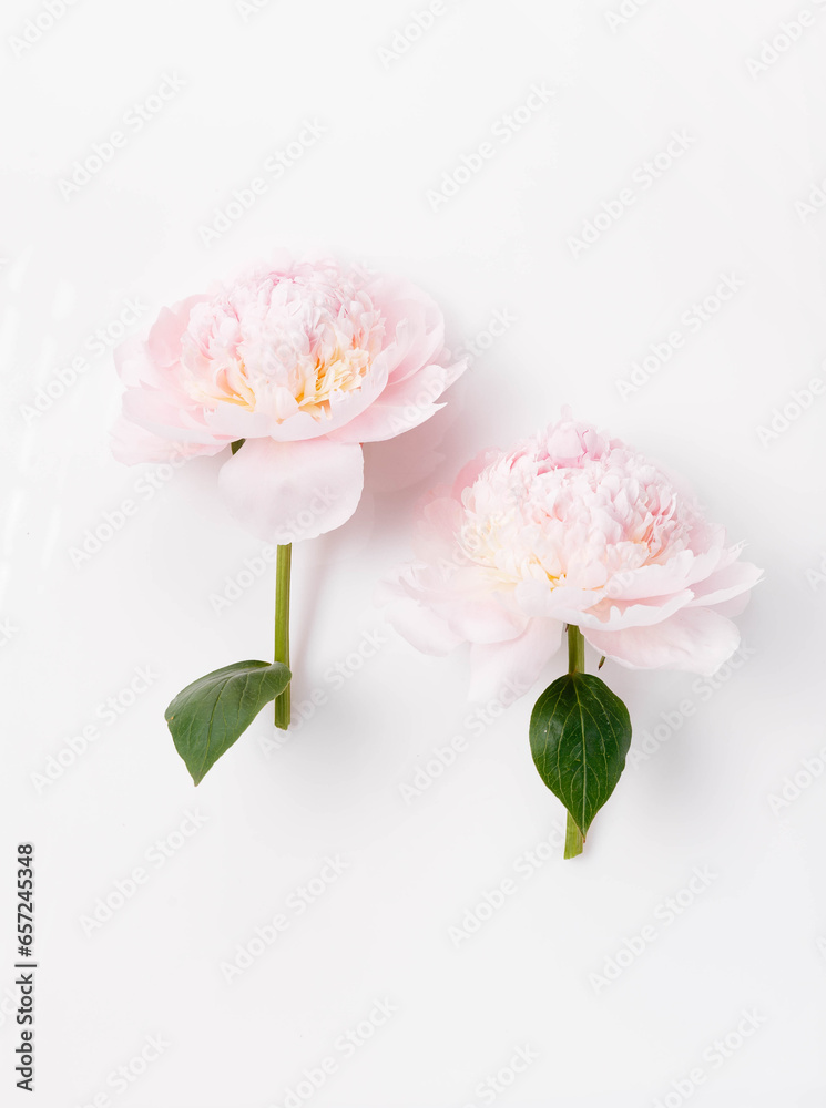 Two delicate pink peonies on a white background.